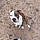 Balou