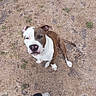 dog, brown, white, pitbull, outdoor, grass, dry_grass, looking_up, pet, canine, animal, sitting, one_animal, casual, footwear, human_leg, nature, daylight, ground, cute
