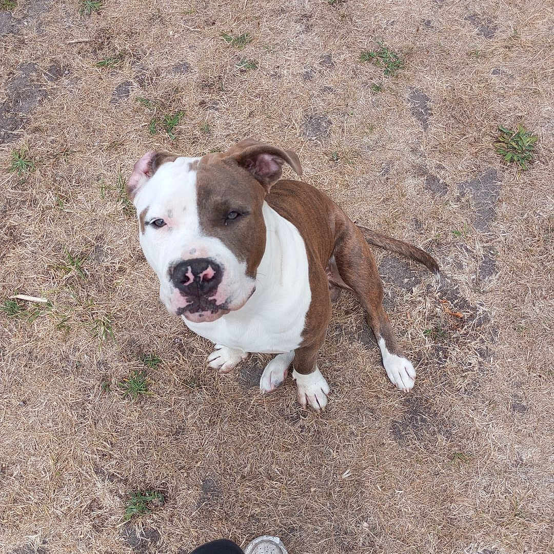 Balou a rejoint le concours — aidez-le/la à gagner de superbes lots ! dog, brown, white, pitbull, outdoor, grass, dry_grass, looking_up, pet, canine, animal, sitting, one_animal, casual, footwear, human_leg, nature, daylight, ground, cute