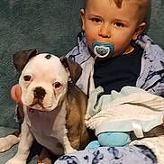 Louna participe au concours pour gagner de l'argent avec cette photo : toddler, pacifier, puppy, bulldog, dog, child, blanket, couch, indoor, cute, pet, young_child, baby, fur, face, sitting, comfort, cozy, expression, home