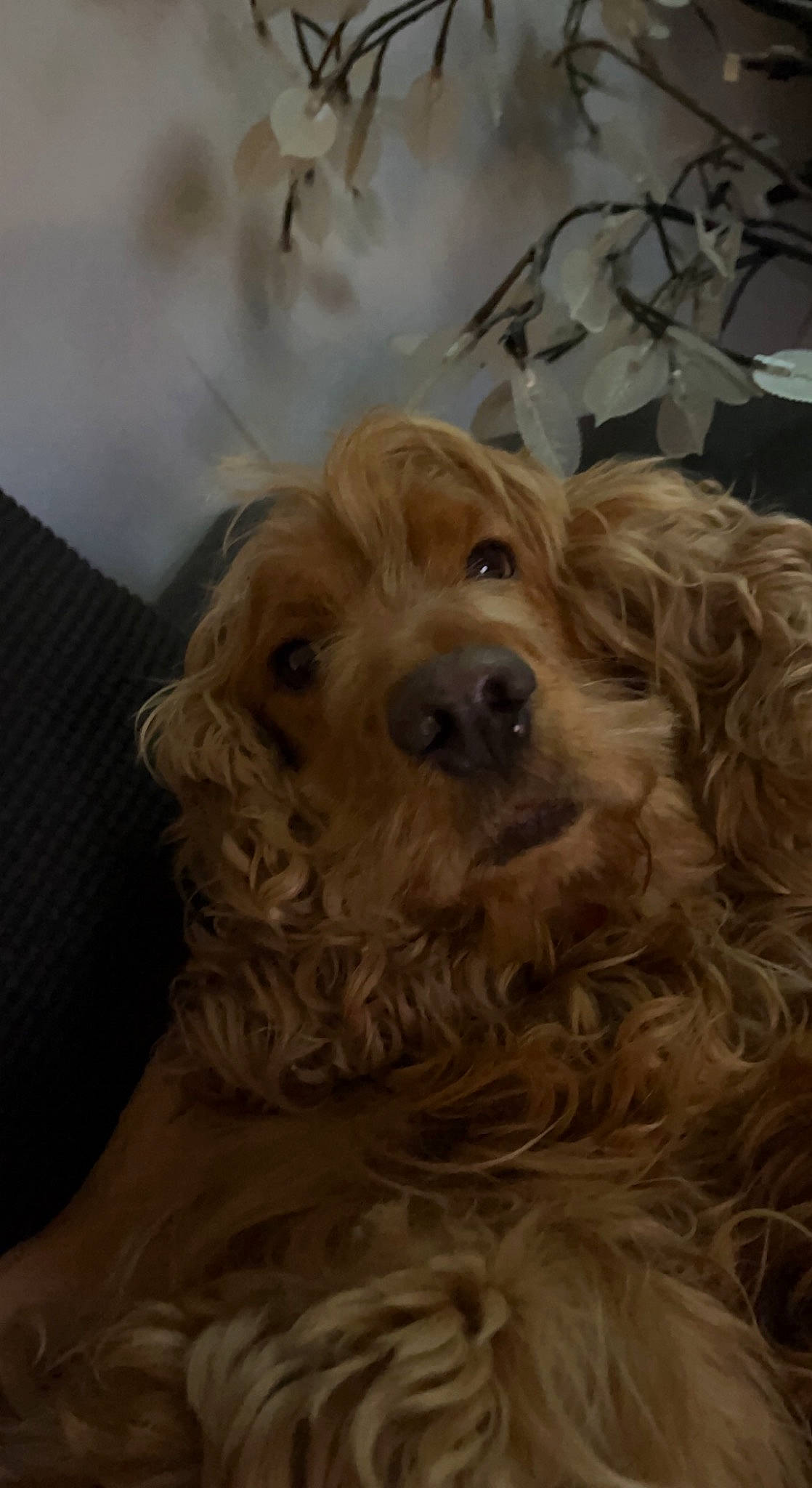 Lenzo a rejoint le concours — aidez-le/la à gagner de superbes lots ! canidae, carnivore, companion_dog, dog, dog_breed, fawn, fur, liver, sporting_group, wood, working_animal