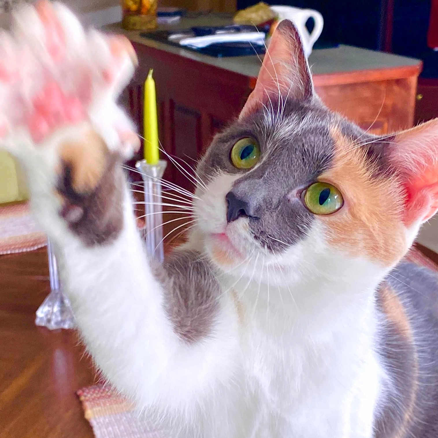 Mochi is registered to the contest to win money with this photo: cat, calico, paw, green_eyes, indoor, table, candle, wooden_furniture, curious, pet, whiskers, close_up, domestic_cat, feline, household, playful, fur, animal, mammal, raised_paw
