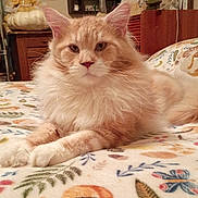Creme Brulee joined the competition — help win amazing prizes! cat, orange_cat, fluffy_fur, lying_down, bed, blanket, patterned_blanket, indoor, furniture, wooden_cabinet, decor, cozy, pet, animal, whiskers, ears, paws, relaxed, portrait, close_up
