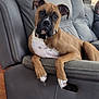 dog, brown_dog, white_spots, leather_couch, indoor, pet, relaxed, curious, ears, paws, collar, furniture, living_room, wood_floor, seated, canine, domestic_animal, household, resting, close_up