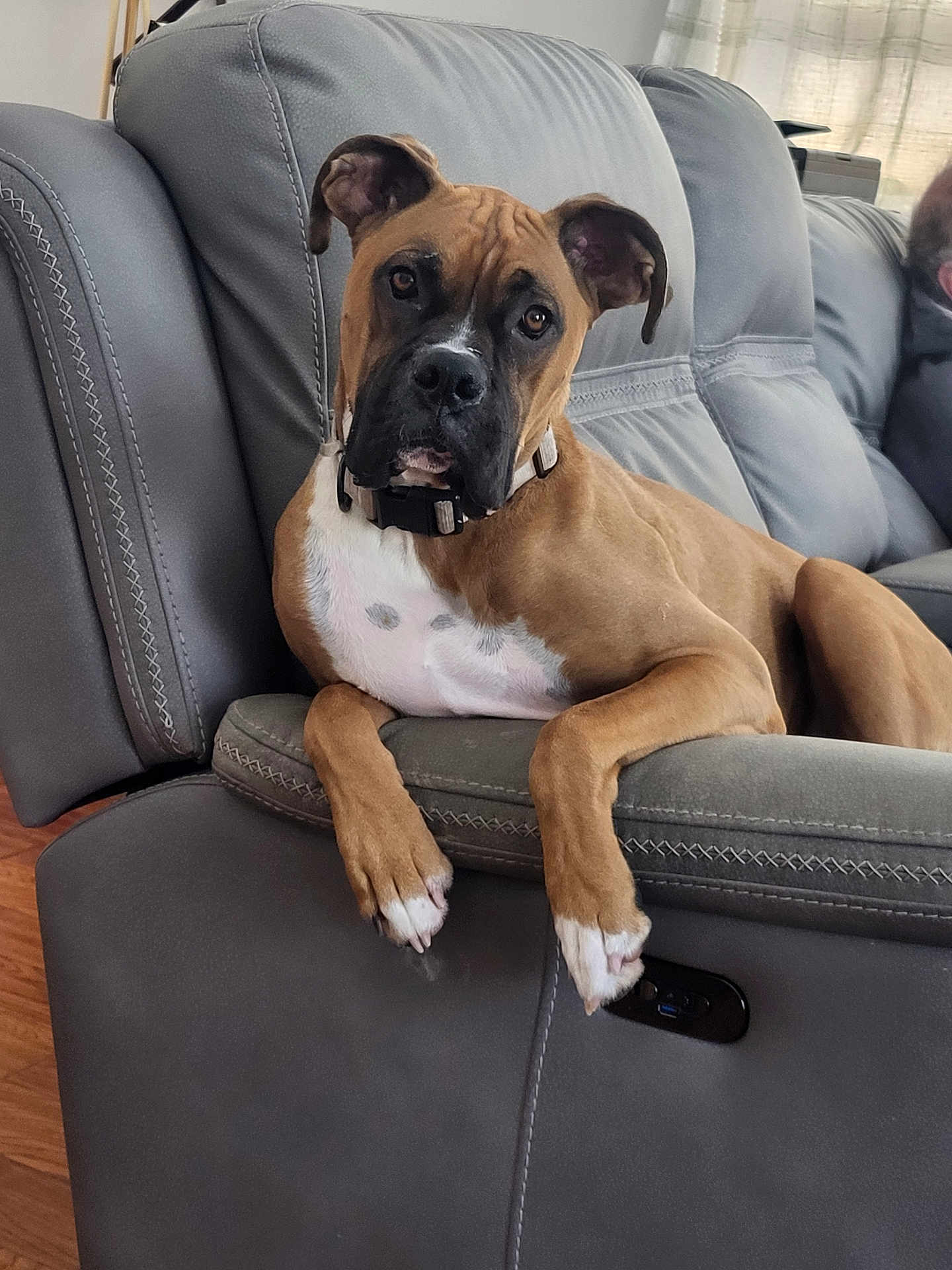 Gabriel is registered to the contest to win money with this photo: dog, brown_dog, white_spots, leather_couch, indoor, pet, relaxed, curious, ears, paws, collar, furniture, living_room, wood_floor, seated, canine, domestic_animal, household, resting, close_up