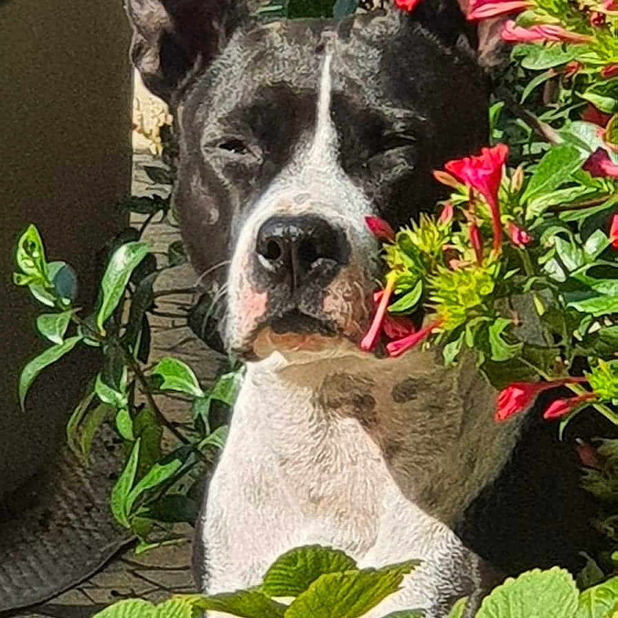 Laya