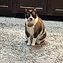 cat, indoor, rug, carpet, cabinet, furniture, pet, animal, white_fur, brown_fur, sitting, portrait, floor, mustache_marking, collar, pink_collar, fur_pattern, whiskers, looking_at_camera, cozy