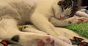 Eemi is registered to the contest to win money with this photo: cat, sleeping, white_cat, tabby, paw_pads, pink_nose, blanket, cozy, indoor, pet, animal, lying_down, relaxed, portrait, closeup, fur, whiskers, green_fabric, black_background, screenshot