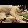 cat, sleeping, white_cat, tabby, paw_pads, pink_nose, blanket, cozy, indoor, pet, animal, lying_down, relaxed, portrait, closeup, fur, whiskers, green_fabric, black_background, screenshot