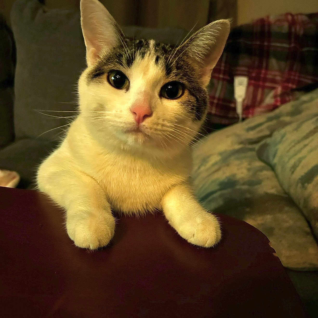 Eemi joined the competition — help win amazing prizes! cat, pet, feline, animal, white_cat, tabby, calico, portrait, closeup, indoors, bedroom, bed, blanket, table, paws, whiskers, ears, green_eyes, sitting, cozy