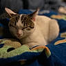 Eemi joined the competition — help win amazing prizes! cat, kitten, sleeping, sleepy, relaxed, lying_down, white_fur, tabby, striped_fur, pink_nose, whiskers, ears, face, animal, pet, blanket, bed, indoors, cozy, portrait