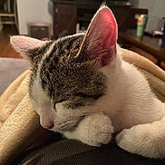 Eemi is registered to the contest to win money with this photo: cat, sleeping, pet, white_cat, tabby, pink_ears, closed_eyes, cozy, blanket, indoor, home, relaxed, cuddly, fur, whiskers, paws, animal, portrait, warm_lighting, nap