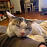 Eemi joined the competition — help win amazing prizes! cat, sleeping, pet, animal, furry, white_cat, tabby, close_up, portrait, whiskers, pink_nose, closed_eyes, relaxed, cozy, sleeve, blanket, couch, living_room, indoors, home