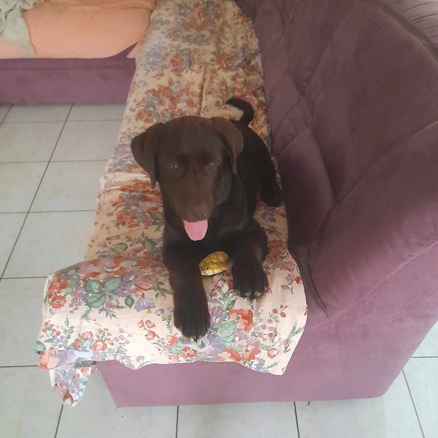 Aïko participe au concours pour gagner de l'argent avec cette photo : animal, black_dog, blanket, canine, couch, dog, domestic_animal, floral_blanket, fur, happy_dog, indoor, living_room, pet, pillow, playful, purple_couch, resting_dog, tile_floor, tongue_out, toy