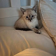 Khitii participe au concours pour gagner de l'argent avec cette photo : kitten, cat, pet, animal, blue_eyes, fur, bed, pillow, indoor, cute, small, resting, looking, whiskers, ears, soft, cozy, feline, young, domestic