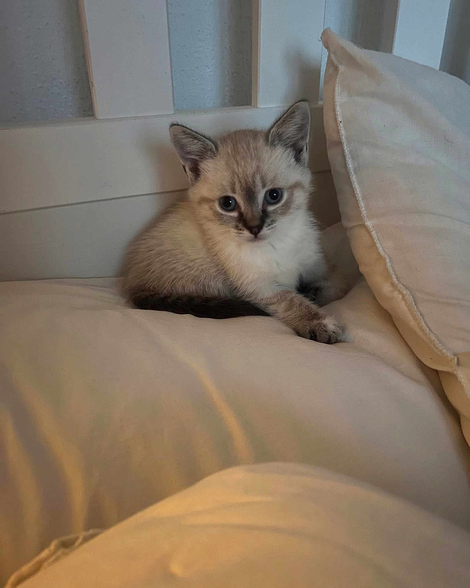 Khitii participe au concours pour gagner de l'argent avec cette photo : kitten, cat, pet, animal, blue_eyes, fur, bed, pillow, indoor, cute, small, resting, looking, whiskers, ears, soft, cozy, feline, young, domestic