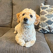 Buddy is registered to the contest to win money with this photo: dog, curly_fur, brown_eyes, couch, pillow, indoor, pet, relaxed, looking_up, cozy, furniture, home, companion, animal, cute, small_dog, fluffy, resting, friendly, domestic