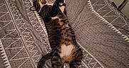 Angelo a rejoint le concours — aidez-le/la à gagner de superbes lots ! bed, bedspread, cat, cozy, feline, floor, fur, headboard, home, indoor, patterned, pet, quiet, relaxing, resting, sleeping, stretched_out, tabby, tail, white_paws