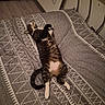 bed, bedspread, cat, cozy, feline, floor, fur, headboard, home, indoor, patterned, pet, quiet, relaxing, resting, sleeping, stretched_out, tabby, tail, white_paws
