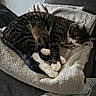 Angelo a rejoint le concours — aidez-le/la à gagner de superbes lots ! animal, blanket, cat, comfort, couch, cozy, domestic, feline, fur, home, indoor, paws, pet, quiet, relaxation, resting, sleeping, soft, tabby, warm