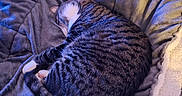 Angelo a rejoint le concours — aidez-le/la à gagner de superbes lots ! animal, blanket, cat, comfort, cozy, cute, domestic, feline, fur, indoor, nap, pet, plush, relaxation, resting, sleeping, soft, striped, tail, whiskers