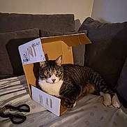 Angelo participe au concours pour gagner de l'argent avec cette photo : animal, bed_sheet, cardboard_box, cat, couch, cozy, curious, ears, feline, home, indoor, paws, pet, polka_dot, relaxed, scissors, shadow, tabby_cat, whiskers, wide_eyes