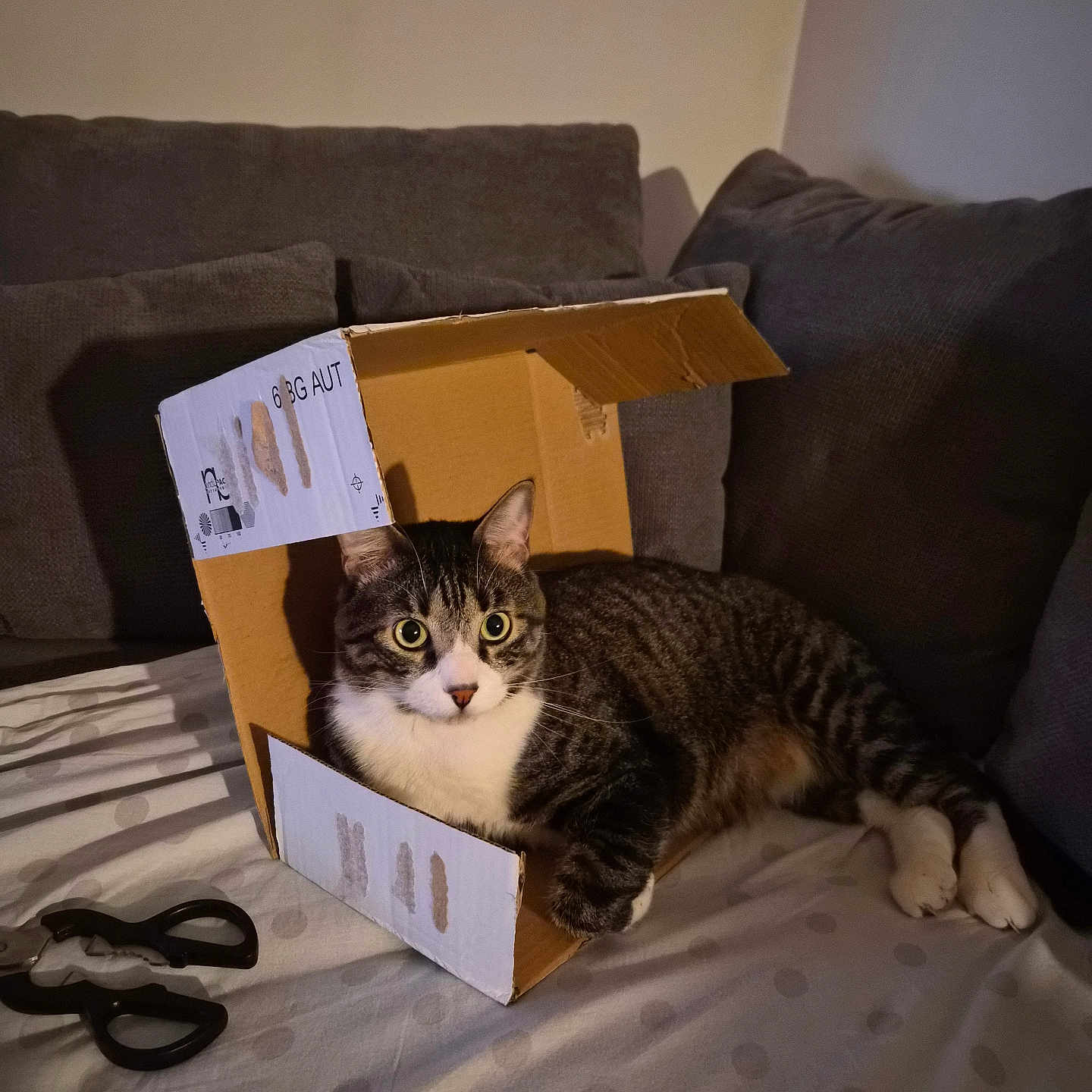 Angelo