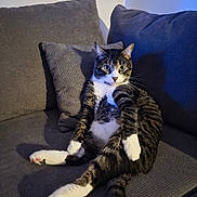 Angelo a rejoint le concours — aidez-le/la à gagner de superbes lots ! cat, couch, eyes, fur, indoor, living_room, lounging, paws, pet, pillow, portrait, relaxed, shadow, sitting, sofa, striped_fur, tabby_cat, upholstery, whiskers, white_paws