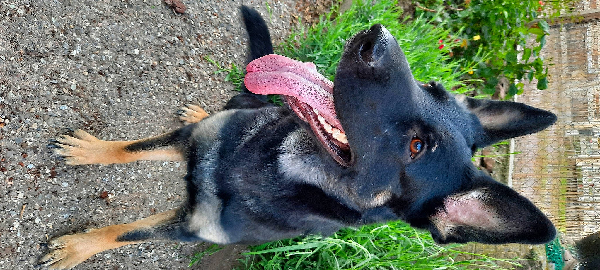Syrah participe au concours pour gagner de l'argent avec cette photo : borador, canidae, carnivore, collar, companion_dog, dog, dog_breed, dog_collar, fur, grass, paw, plant, road_surface, snout, soil, sporting_group, terrestrial_animal, whiskers, working_animal, working_dog