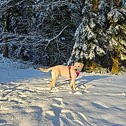 April participe au concours pour gagner de l'argent avec cette photo : animal, canine, cold, daylight, dog, forest, harness, leash, mammal, nature, outdoor, pet, playful, scenery, snow, snow_covered, sunlight, trees, walking, winter