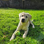 April a rejoint le concours — aidez-le/la à gagner de superbes lots ! dog, puppy, golden_retriever, grass, tennis_ball, outdoor, sunlight, playful, pet, animal, nature, yard, greenery, cute, young, mammal, summer, leisure, domestic_animal, daytime