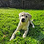 dog, puppy, golden_retriever, grass, tennis_ball, outdoor, sunlight, playful, pet, animal, nature, yard, greenery, cute, young, mammal, summer, leisure, domestic_animal, daytime
