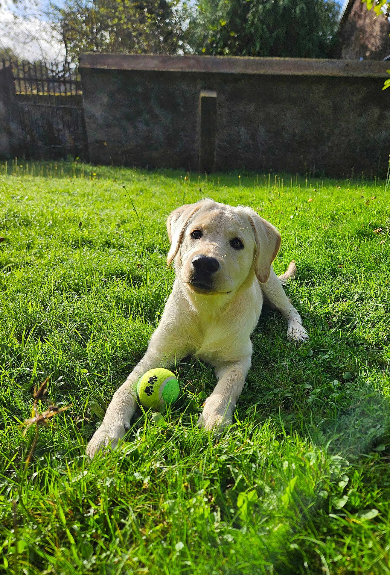 April a rejoint le concours — aidez-le/la à gagner de superbes lots ! dog, puppy, golden_retriever, grass, tennis_ball, outdoor, sunlight, playful, pet, animal, nature, yard, greenery, cute, young, mammal, summer, leisure, domestic_animal, daytime