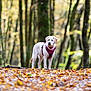 April a rejoint le concours — aidez-le/la à gagner de superbes lots ! animal, autumn, background_blur, canine, daylight, dog, fall_leaves, forest, harness, leaves, nature, outdoor, park, pet, seasonal, standing, trees, walking, white_dog, young_dog