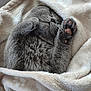 cat, gray_cat, sleeping, cozy, blanket, soft_texture, paws, fur, pet, resting, cute, indoor, relaxation, comfort, animal, mammal, whiskers, face, closed_eyes, nap