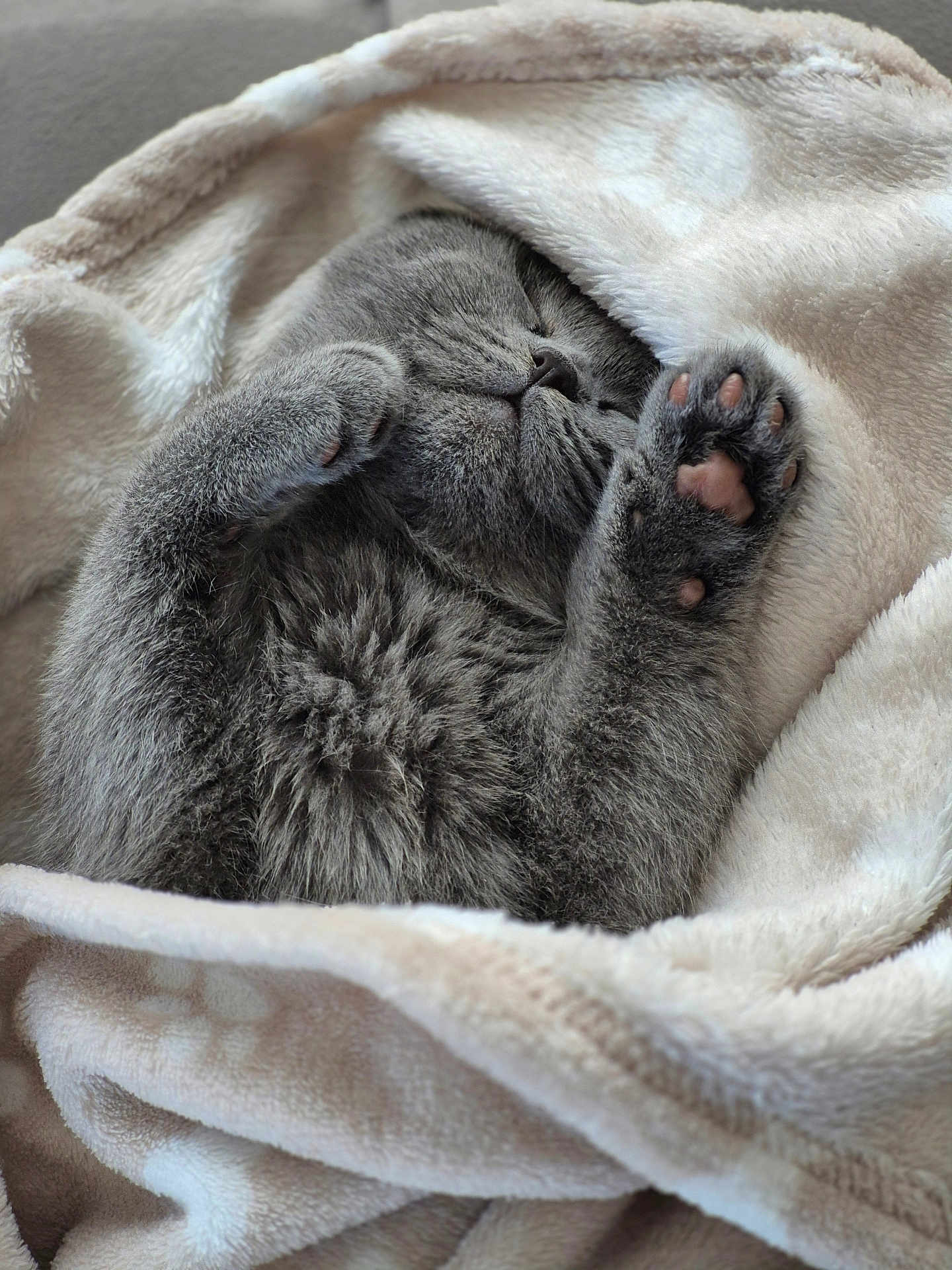 Adèle a rejoint le concours — aidez-le/la à gagner de superbes lots ! cat, gray_cat, sleeping, cozy, blanket, soft_texture, paws, fur, pet, resting, cute, indoor, relaxation, comfort, animal, mammal, whiskers, face, closed_eyes, nap