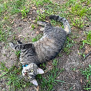 Cricket joined the competition — help win amazing prizes! cat, tabby, grass, outdoor, animal, pet, collar, green_eyes, nature, playful, curious, feline, ground, dirt, ears, whiskers, tail, mammal, relaxed, summer