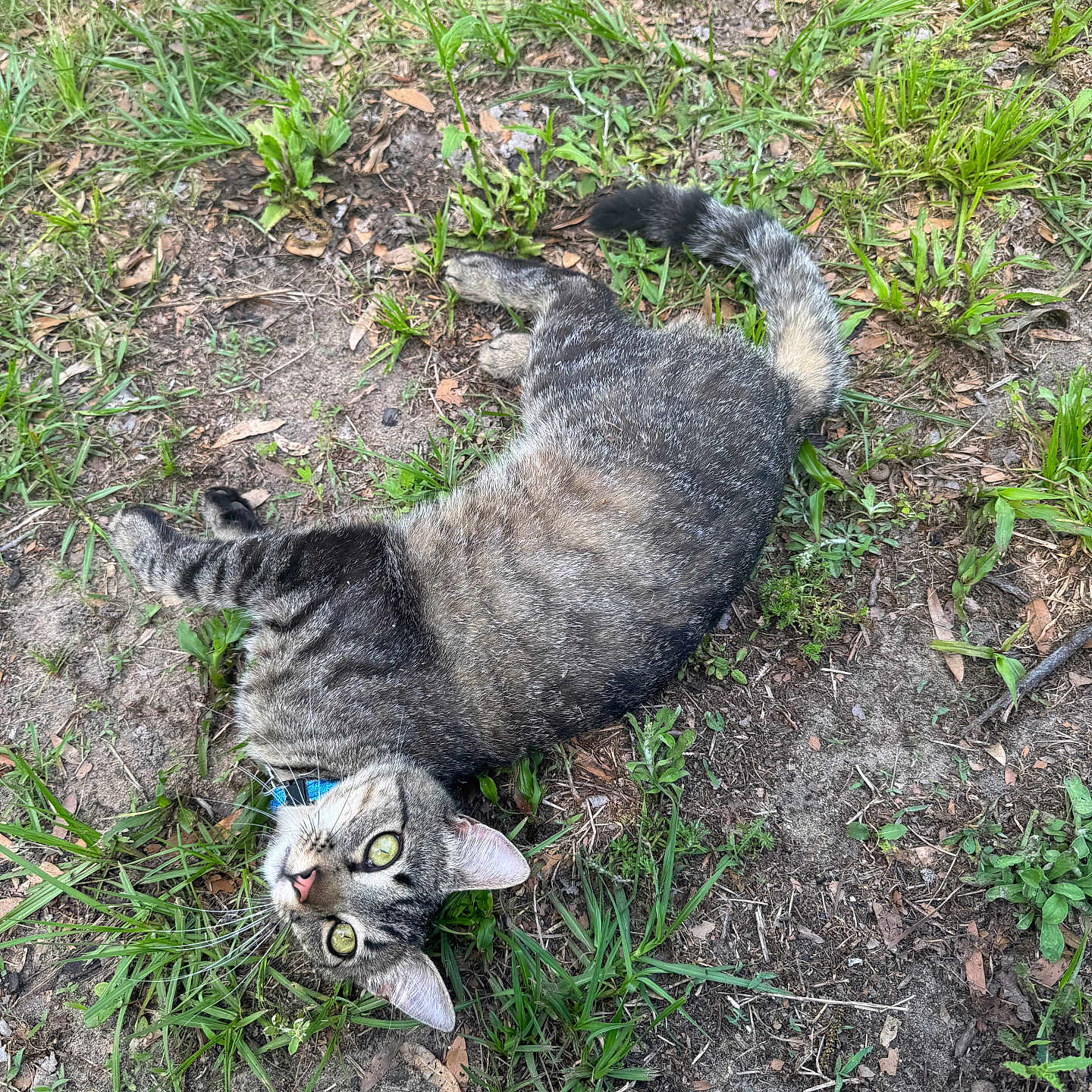 Cricket joined the competition — help win amazing prizes! animal, cat, collar, curious, dirt, ears, feline, grass, green_eyes, ground, mammal, nature, outdoor, pet, playful, relaxed, summer, tabby, tail, whiskers