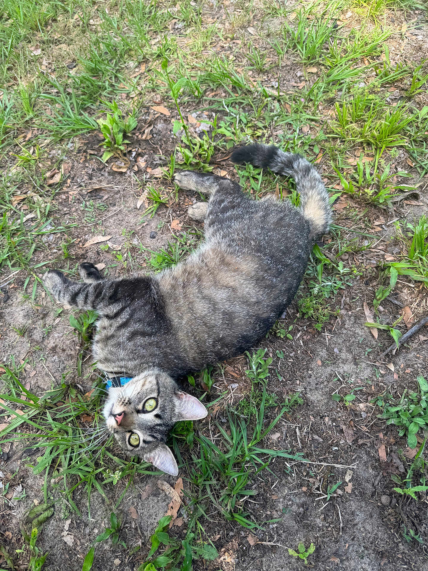 Cricket joined the competition — help win amazing prizes! cat, tabby, grass, outdoor, animal, pet, collar, green_eyes, nature, playful, curious, feline, ground, dirt, ears, whiskers, tail, mammal, relaxed, summer