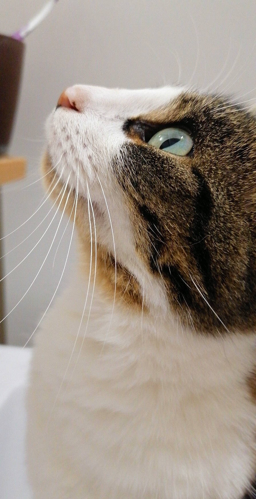 Chouquette a rejoint le concours — aidez-le/la à gagner de superbes lots ! carnivore, cat, domestic_short_haired_cat, ear, felidae, fur, paw, small_to_medium_sized_cats, snout, terrestrial_animal, whiskers