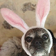 Manga participe au concours pour gagner de l'argent avec cette photo : dog, pet, bunny_ears, costume, furry, close_up, face, portrait, animal, cute, grumpy_expression, whiskers, indoor, plush, soft_texture, floppy_ears, beige_background, grey_fur, small_dog, looking_up