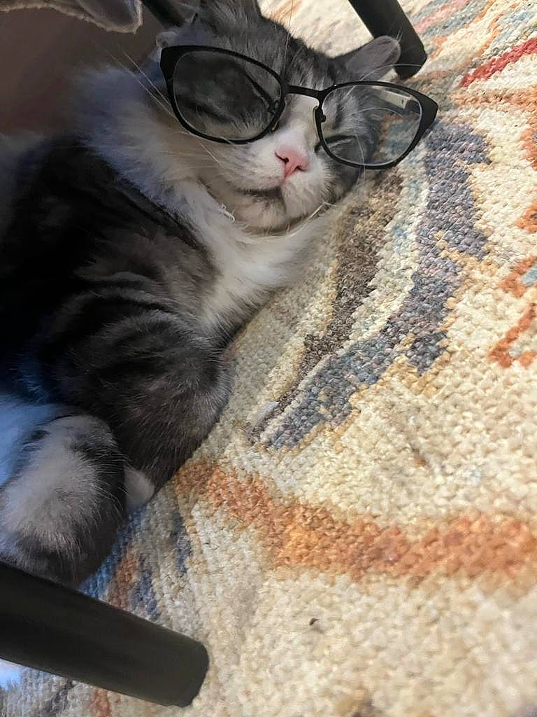 Apollo is registered to the contest to win money with this photo: carnivore, cat, cat_supply, claw, comfort, domestic_short_haired_cat, eyewear, felidae, flooring, fur, glasses, grey, linens, pattern, paw, small_to_medium_sized_cats, tail, vision_care, whiskers, woven_fabric