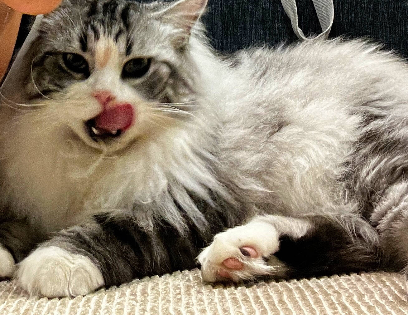 Apollo is registered to the contest to win money with this photo: carnivore, cat, claw, comfort, felidae, foot, fur, paw, photo_caption, plant, small_to_medium_sized_cats, snout, whiskers