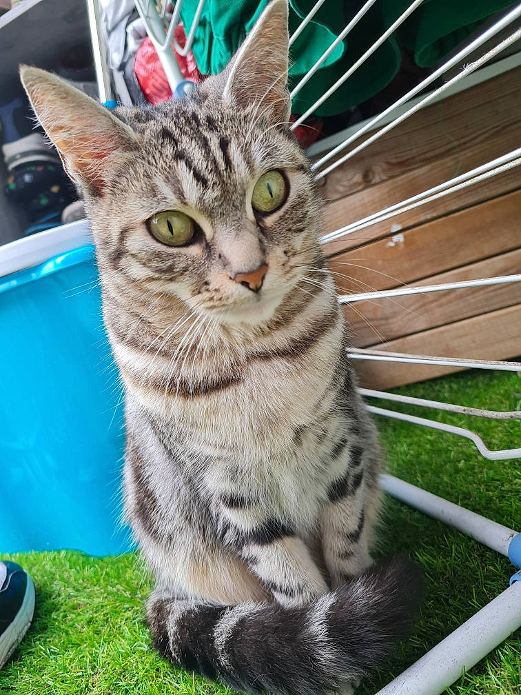 Chipie a rejoint le concours — aidez-le/la à gagner de superbes lots ! carnivore, cat, claw, domestic_short_haired_cat, felidae, fur, grass, paw, small_to_medium_sized_cats, snout, tail, terrestrial_animal, whiskers, wildlife