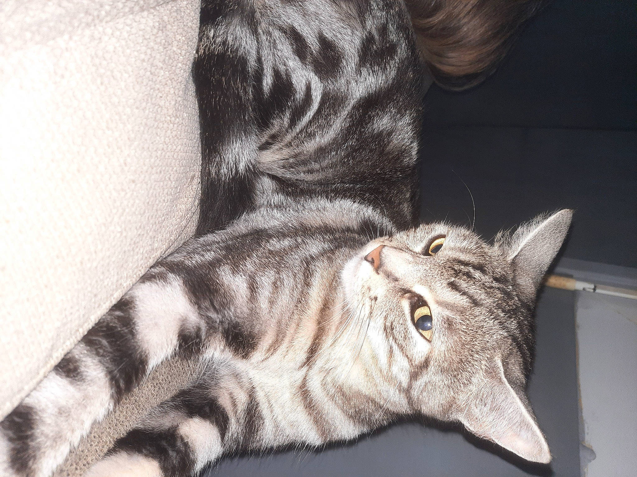 Chipie participe au concours pour gagner de l'argent avec cette photo : carnivore, cat, claw, comfort, domestic_short_haired_cat, eye, felidae, foot, fur, grey, human_leg, monochrome_photography, pattern, paw, small_to_medium_sized_cats, snout, tail, terrestrial_animal, whiskers, wildlife