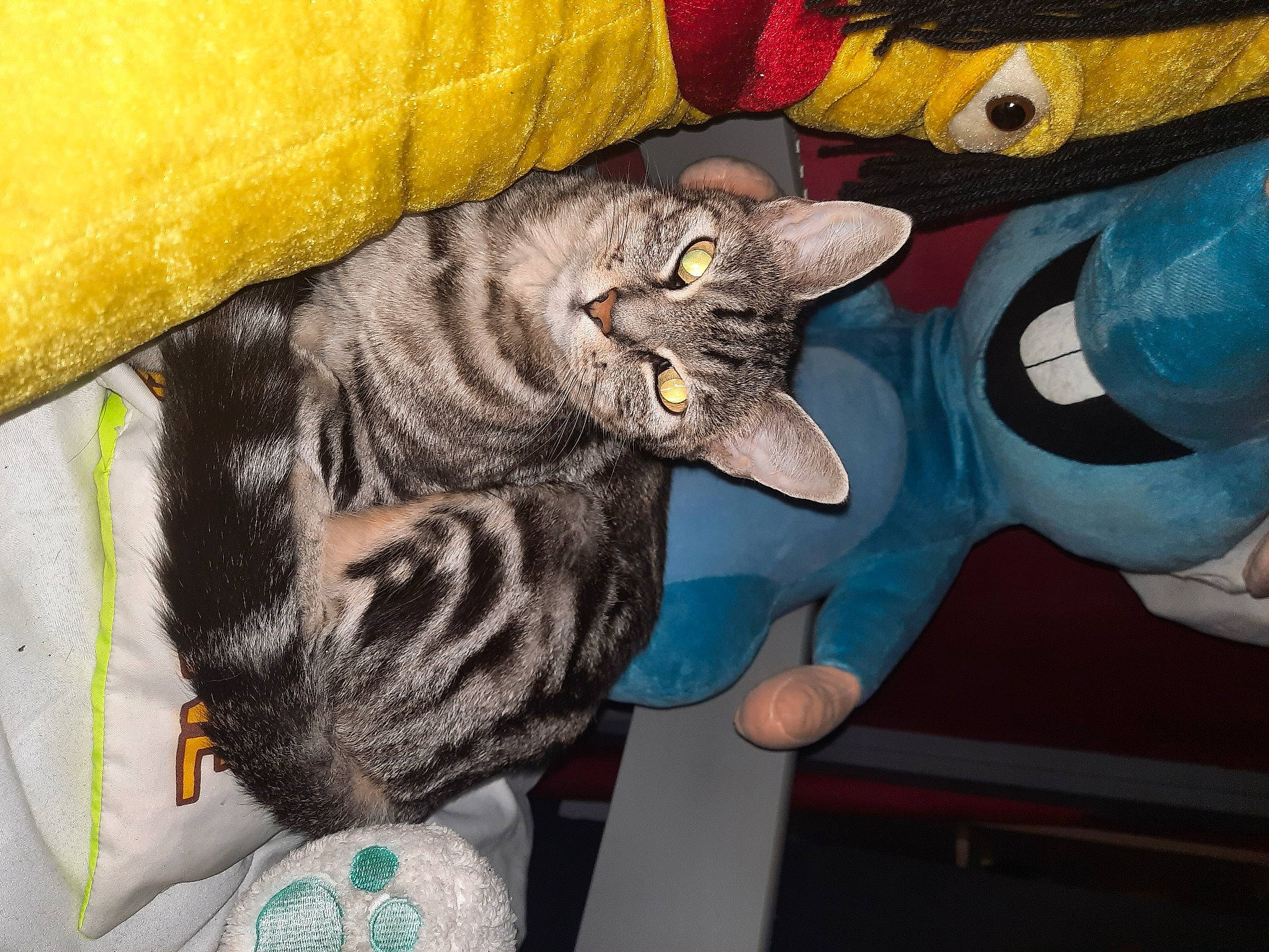 Chipie a rejoint le concours — aidez-le/la à gagner de superbes lots ! black_cat, blue, carnivore, cat, claw, comfort, domestic_short_haired_cat, felidae, fur, gesture, grey, mammal, paw, room, small_to_medium_sized_cats, snout, stuffed_toy, tail, textile, whiskers