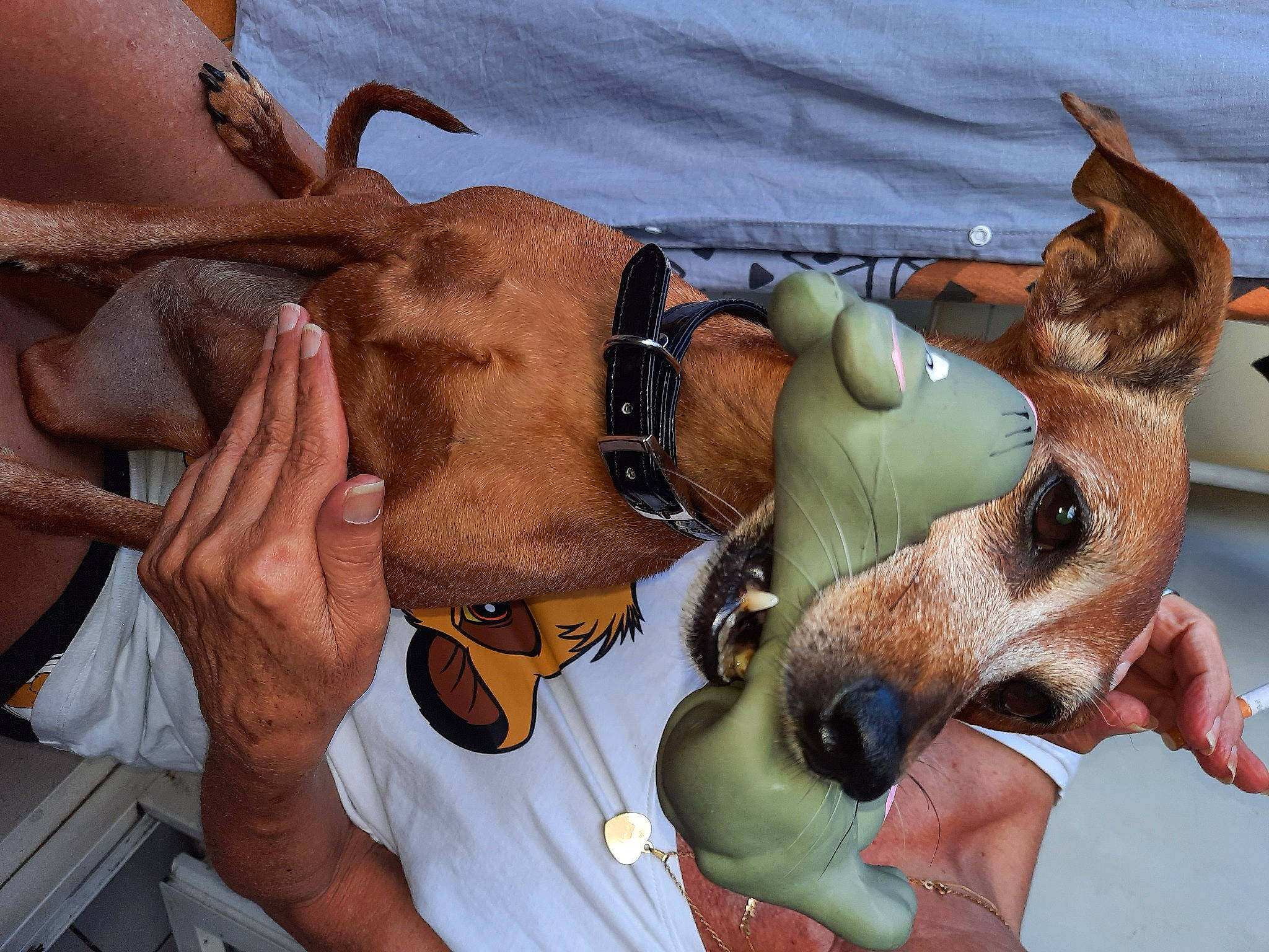 Fany a rejoint le concours — aidez-le/la à gagner de superbes lots ! carnivore, chest, collar, companion_dog, dog, dog_breed, dog_collar, dog_supply, eyewear, fashion_accessory, fawn, fur, gesture, hound, leash, personal_protective_equipment, snout, sunglasses, working_animal, wrist