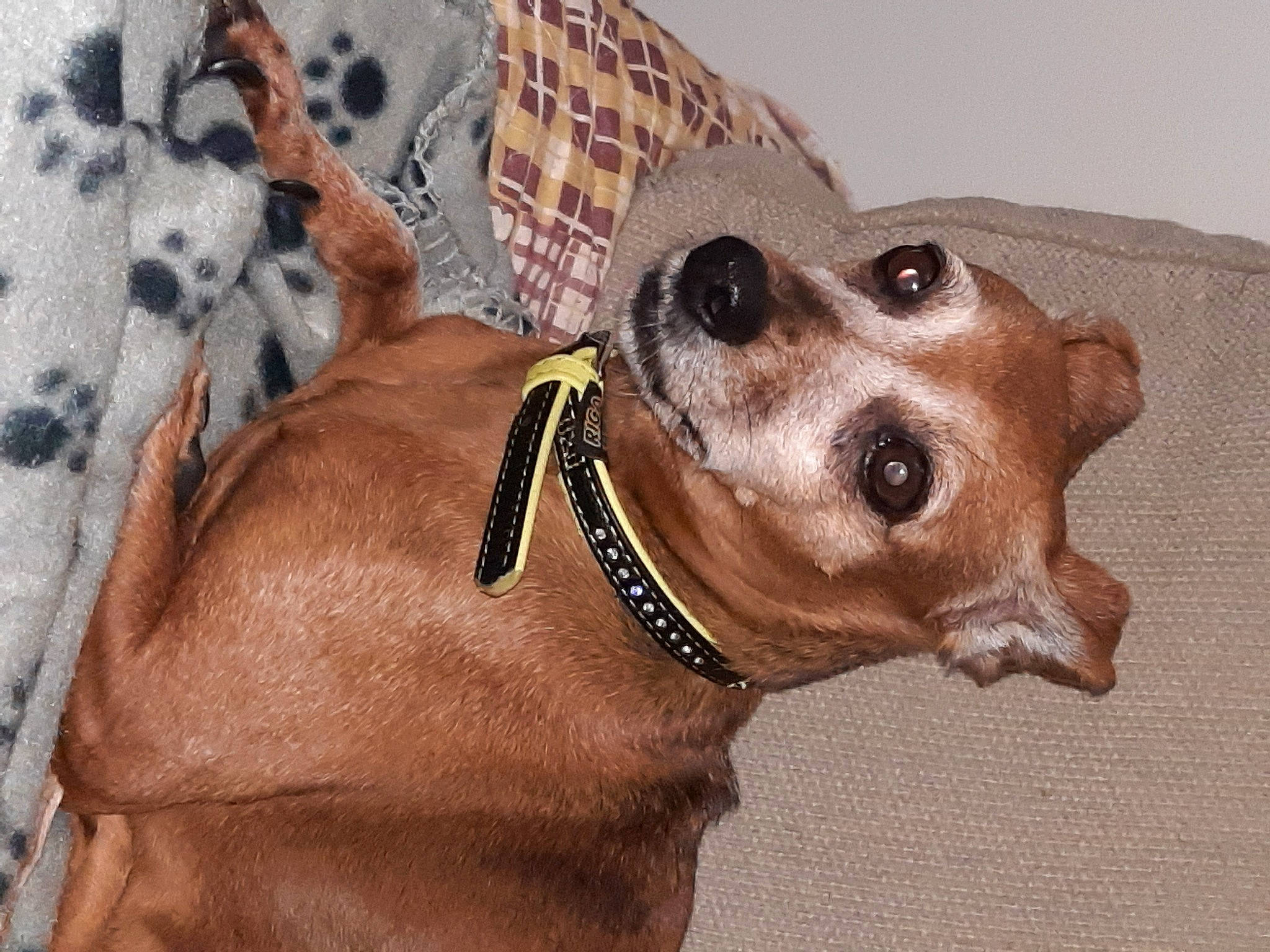 Fany participe au concours pour gagner de l'argent avec cette photo : canidae, carnivore, collar, companion_dog, dog, dog_breed, dog_collar, dog_supply, ear, eyewear, fawn, jaw, leash, liver, pattern, pet_supply, sporting_group, sunglasses, whiskers, working_animal