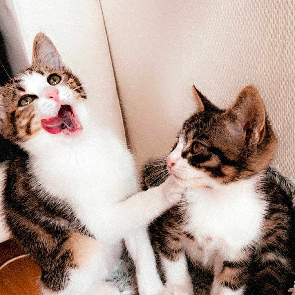 Princesse Et Titou