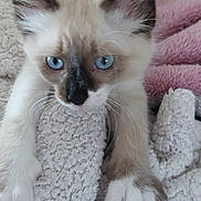 Coco a rejoint le concours — aidez-le/la à gagner de superbes lots ! animal, blanket, blue_eyes, cat, close_up, cozy, curious, cute, feline, fur, indoor, kitten, paws, pet, pink_background, playful, relaxed, soft_texture, whiskers, young
